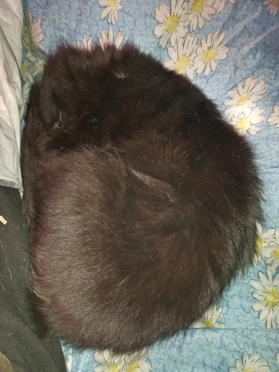 Новое в астрофизике: подлинное фото сгустка черной материи. Очень волосатой материи. Спит сейчас рядом!