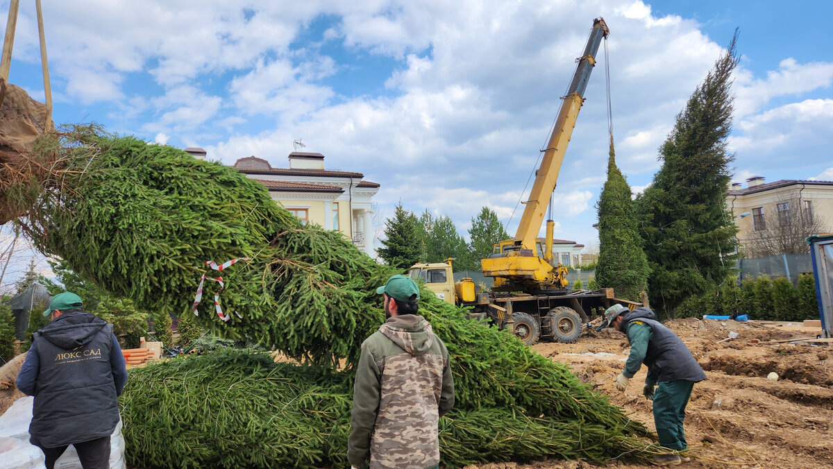 Посадка крупномерных хвойных с Компанией ЛЮКССАД