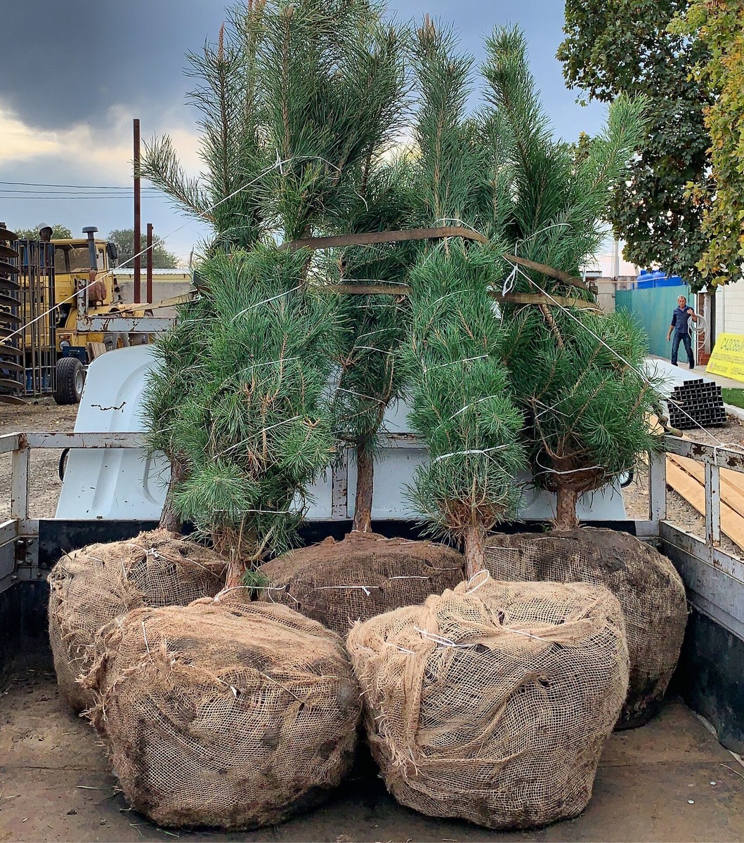 Сосна обыкновенная, закрытая корневая система.