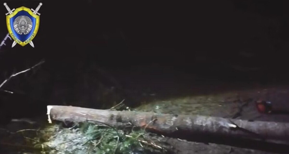 В Брагинском районе осина упала на вальщика леса — он погиб