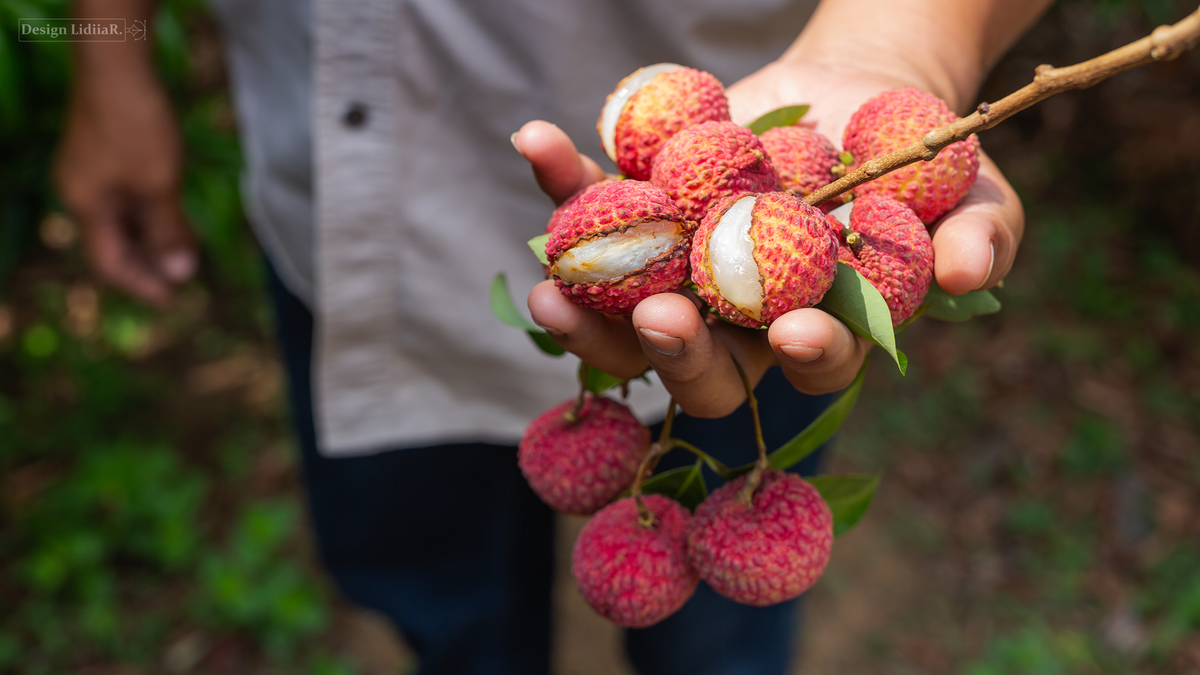 https://www.freepik.com/free-photo/lychee-fruit_5073158.htm#from_element=detail_alsolike