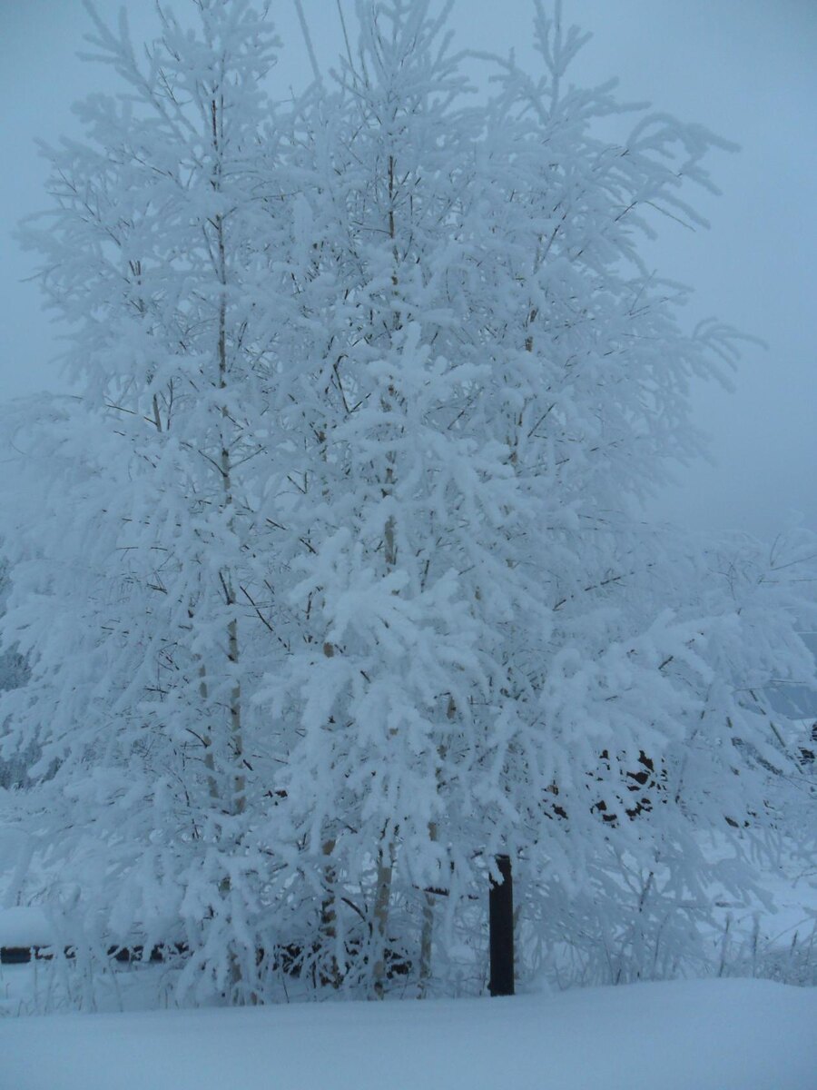 Вот такая красивая зима у нас.