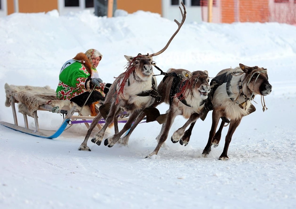    В Югре пройдут большие соревнования оленеводов на лыжах и упряжках