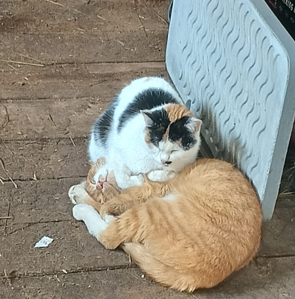 Кошки дрыхнут возле обогревателя