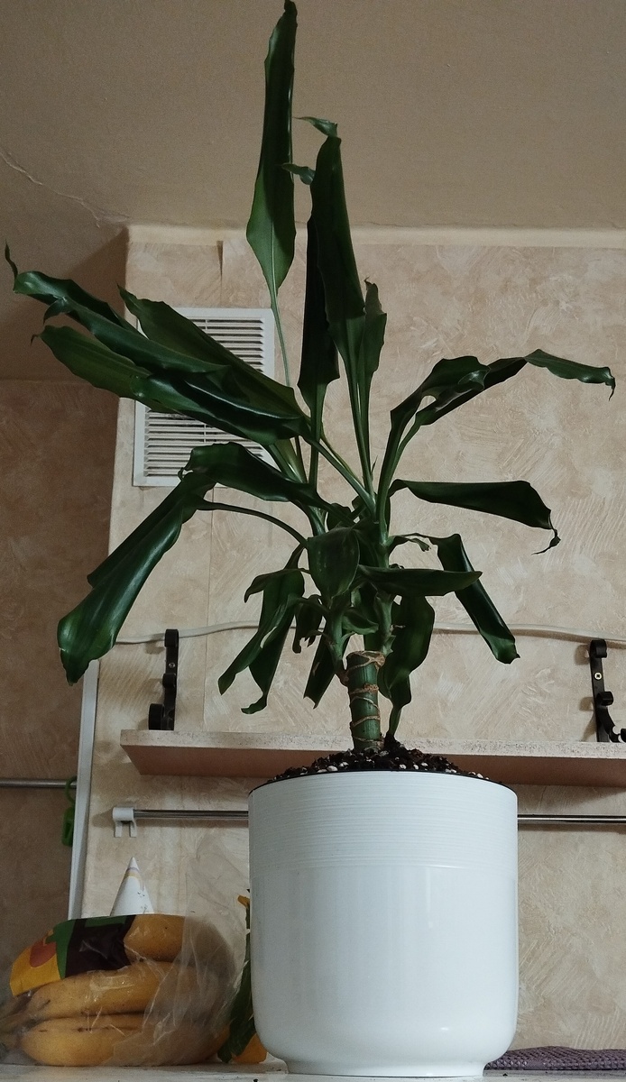 Новоселье драцены. ЗДЕСЬ и далее фото автора и(или) из личного архива автора, если не указано иначе.