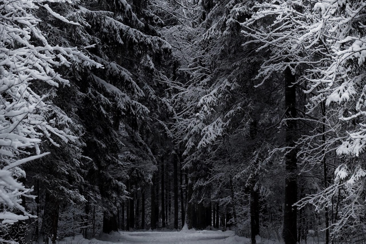 До сих пор наш лес был густым, с малым количеством полян и большой зоной послевоенных лесонасаждений, успевших уже состариться и превратиться в настоящий дремучий лес