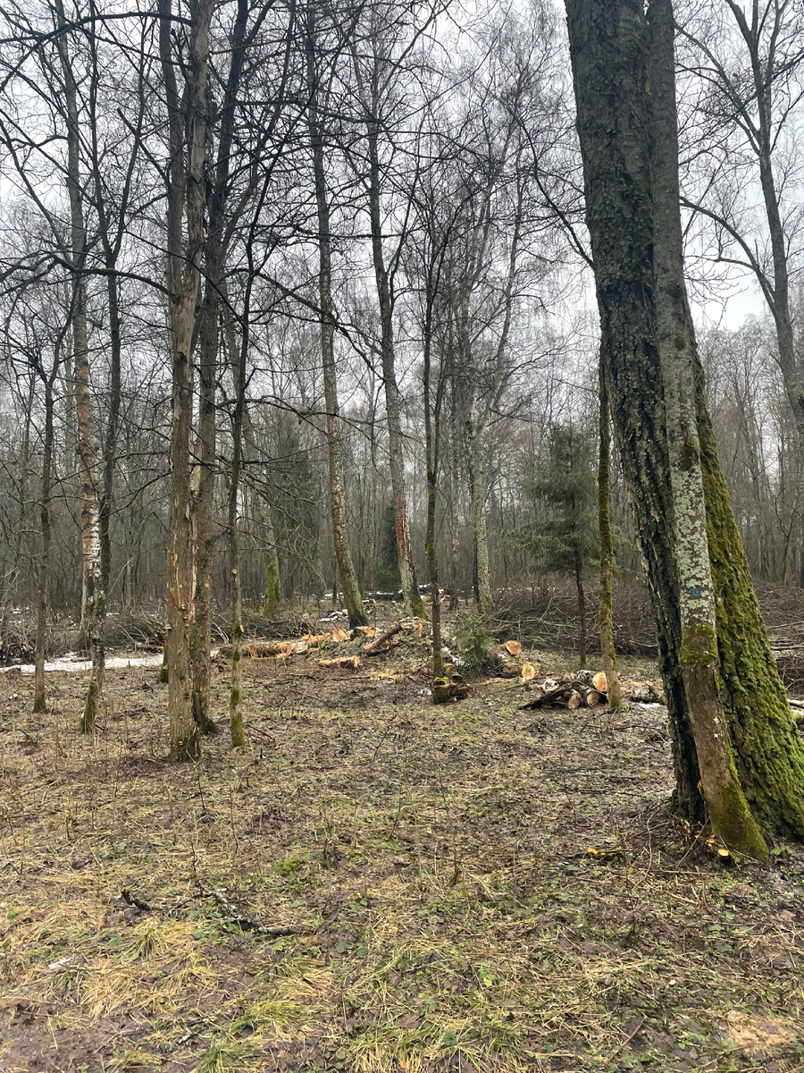 Начало февраля этого года в истринском лесу. Ни за что не скажешь, что на фото середина зимы🥶