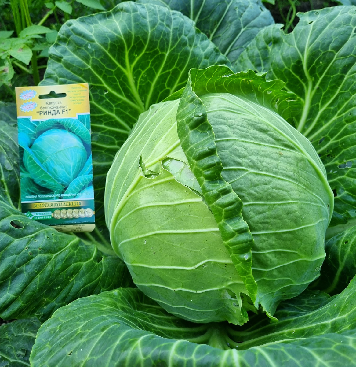 Фото автора.