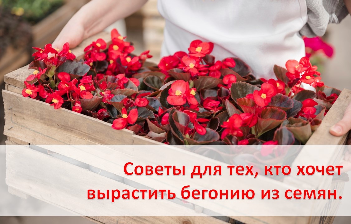 <a href="https://ru.freepik.com/free-photo/close-up-woman-s-hand-holding-wooden-crate-with-red-begonia-flowers_3573879.htm#fromView=search&page=1&position=2&uuid=57160018-6b94-4d45-8b5c-410db7f12ec9&query=%D0%B1%D0%B5%D0%B3%D0%BE%D0%BD%D0%B8%D1%8F+%D1%8D%D0%BB%D0%B0%D1%82%D0%B8%D0%BE%D1%80">Изображение от freepik</a>