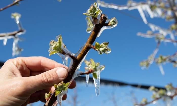    Чем грозит огороду природная аномалия
