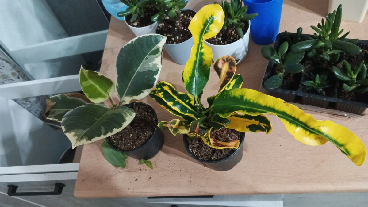 Фикус "тинеке" и кодиеум( кротон) мамми желтый.