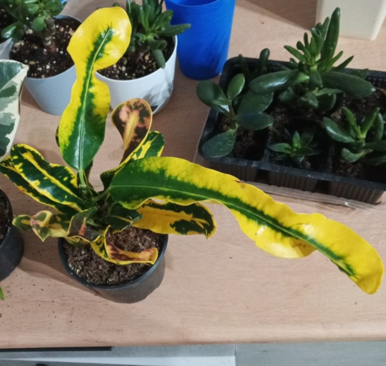 Желтая мамочка)