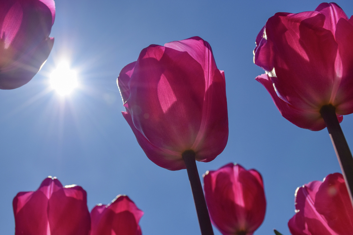 Парад тюльпанов в Никитском ботсаду
© Туристический портал Республики Крым, Светлана Мальцева