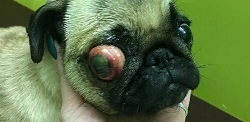 запущенное состояние при синдроме Горнера