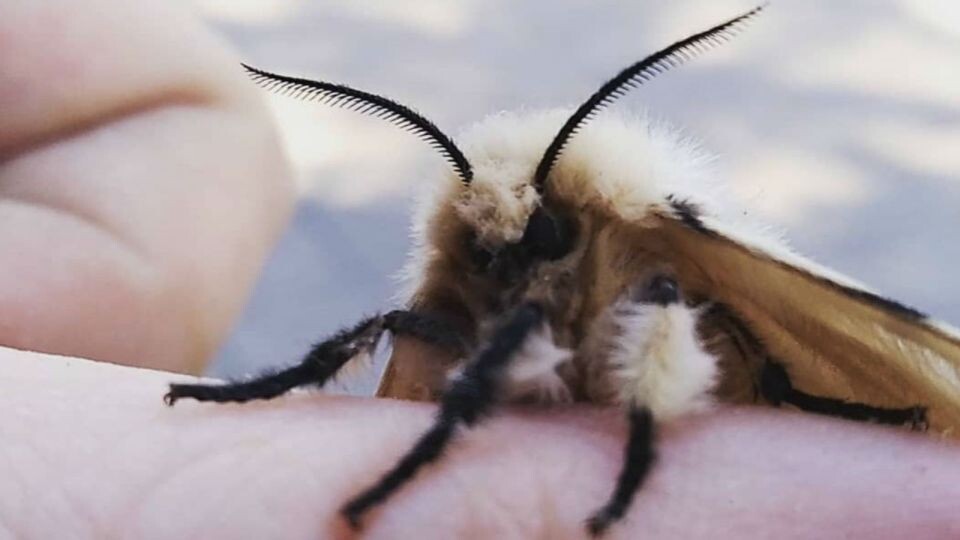    Шелкопряд. Вредитель. Источник: Сергей Кулыгин, "БР"