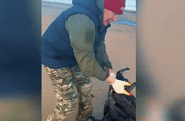 Спасение птиц пострадавших от мазута