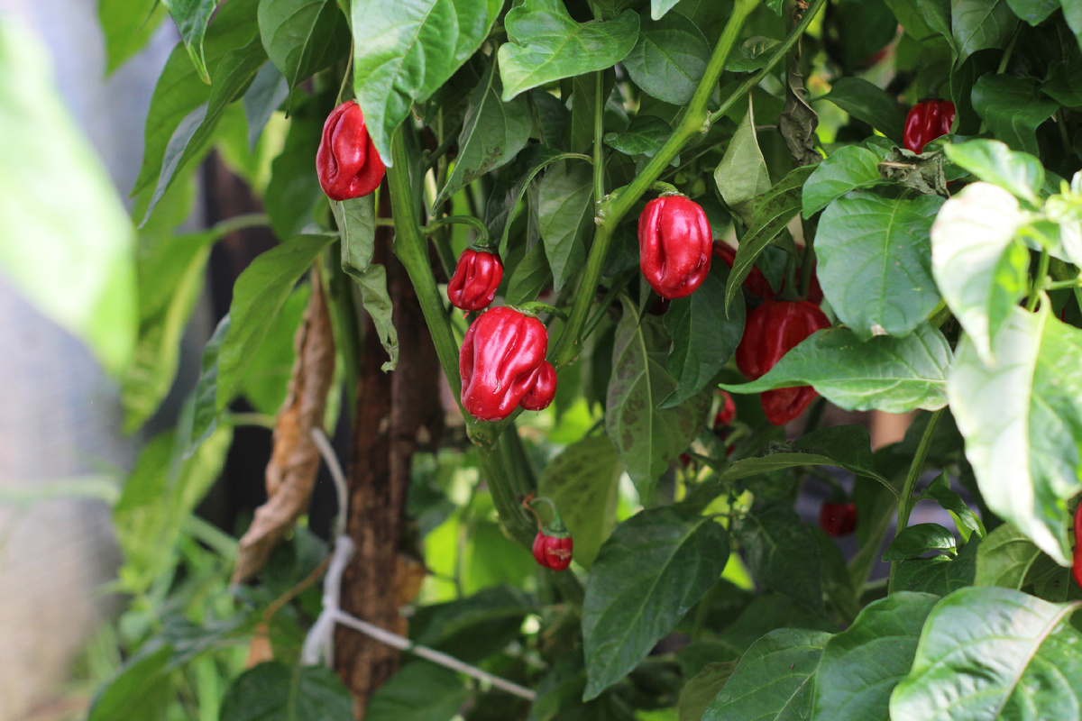 Фото: автора