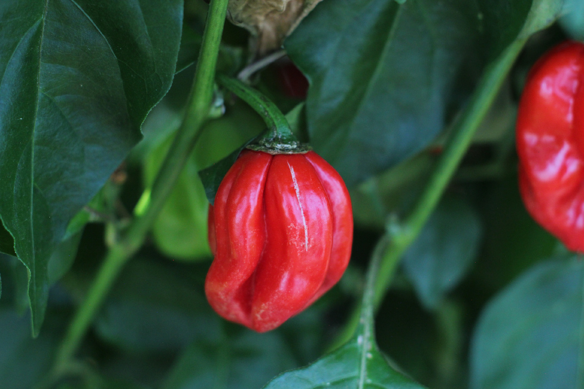 Фото: автора