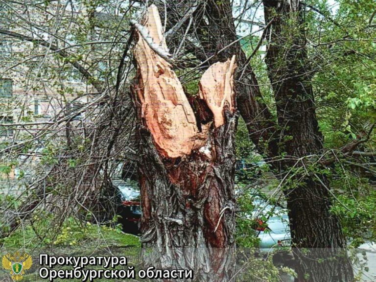    Дерево упало – заплати. Управляющая организация выплатит новотройчанке моральный вред Марина Шарт