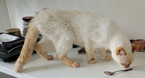 осваивается изо всех сил