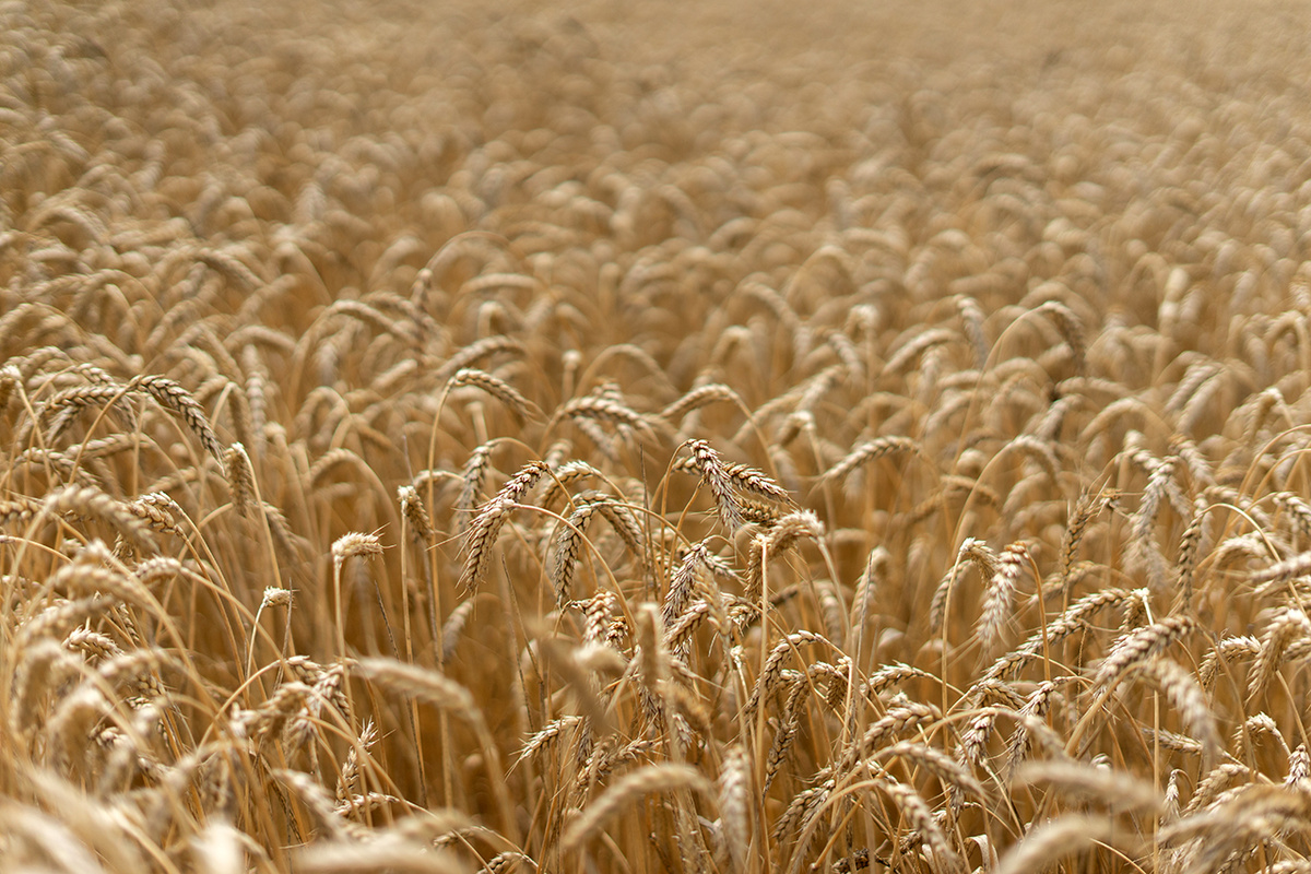 Сельхозпродукция подорожает.  Фото: Фото: ФедералПресс / Филипп Грузин