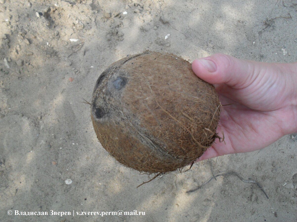 Фото 1. Кокосовый орех.