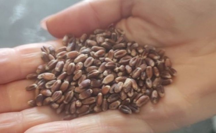     Фиолетовое пшеничное чудо с полей Омской области превращается в оздоровительный хлеб
