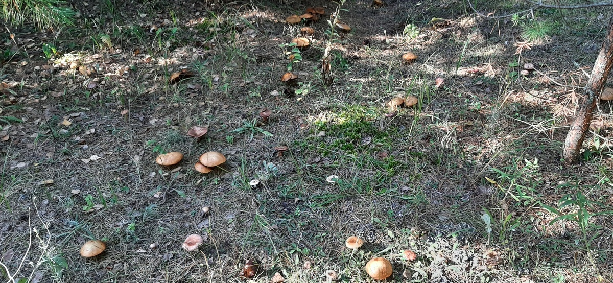 Автор фото Сергей Петров