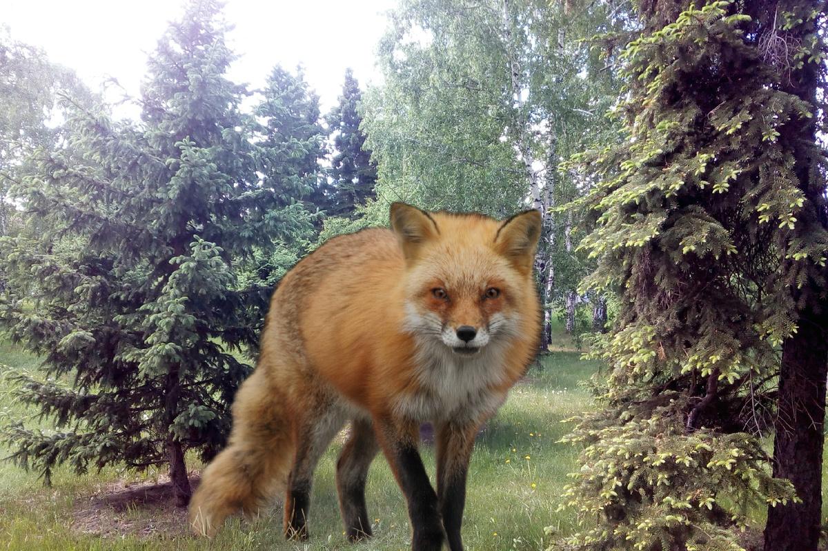 Хитрый лис