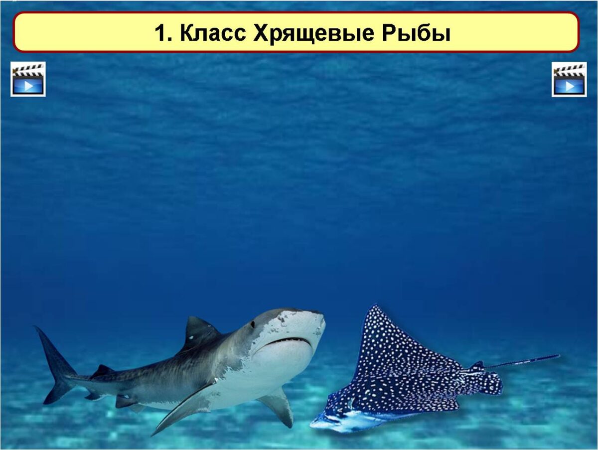 Изображения хлопушек в верхней части слайда - гиперссылки для вызова видеороликов