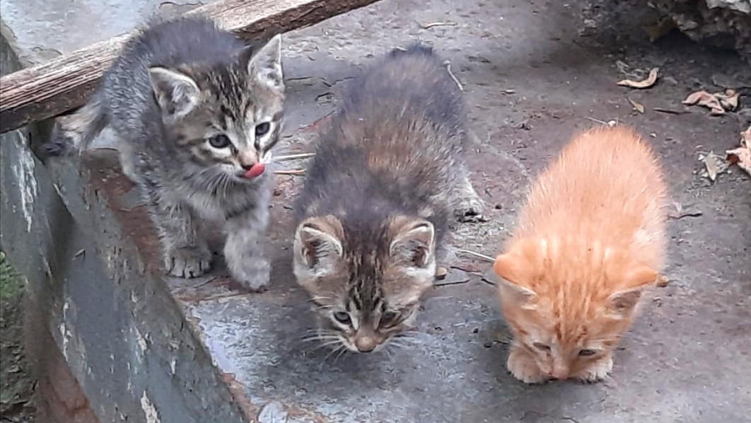 Как котята наши будут без учителя? Фото автора