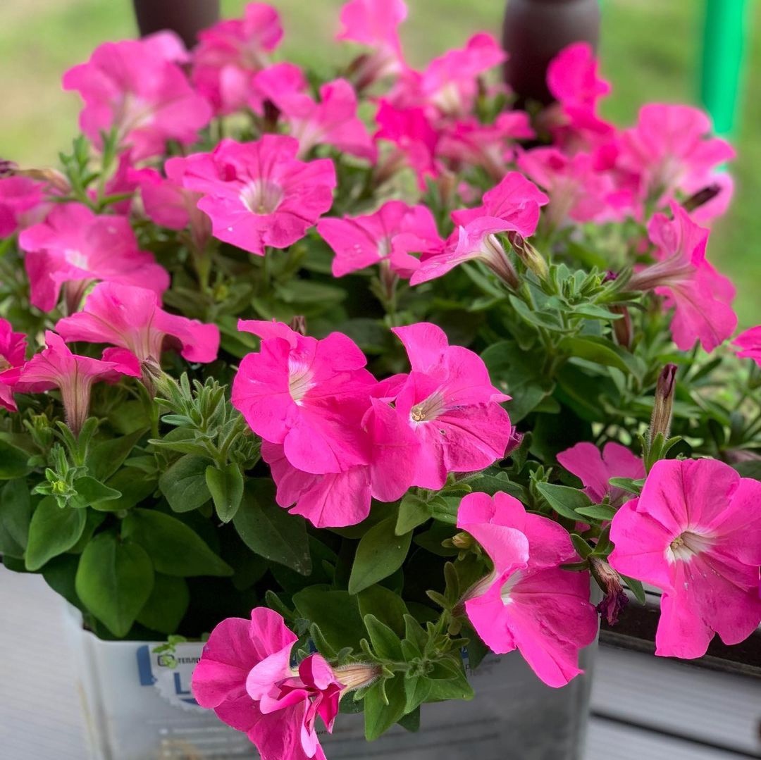 Петуния Мамбо (4фото)