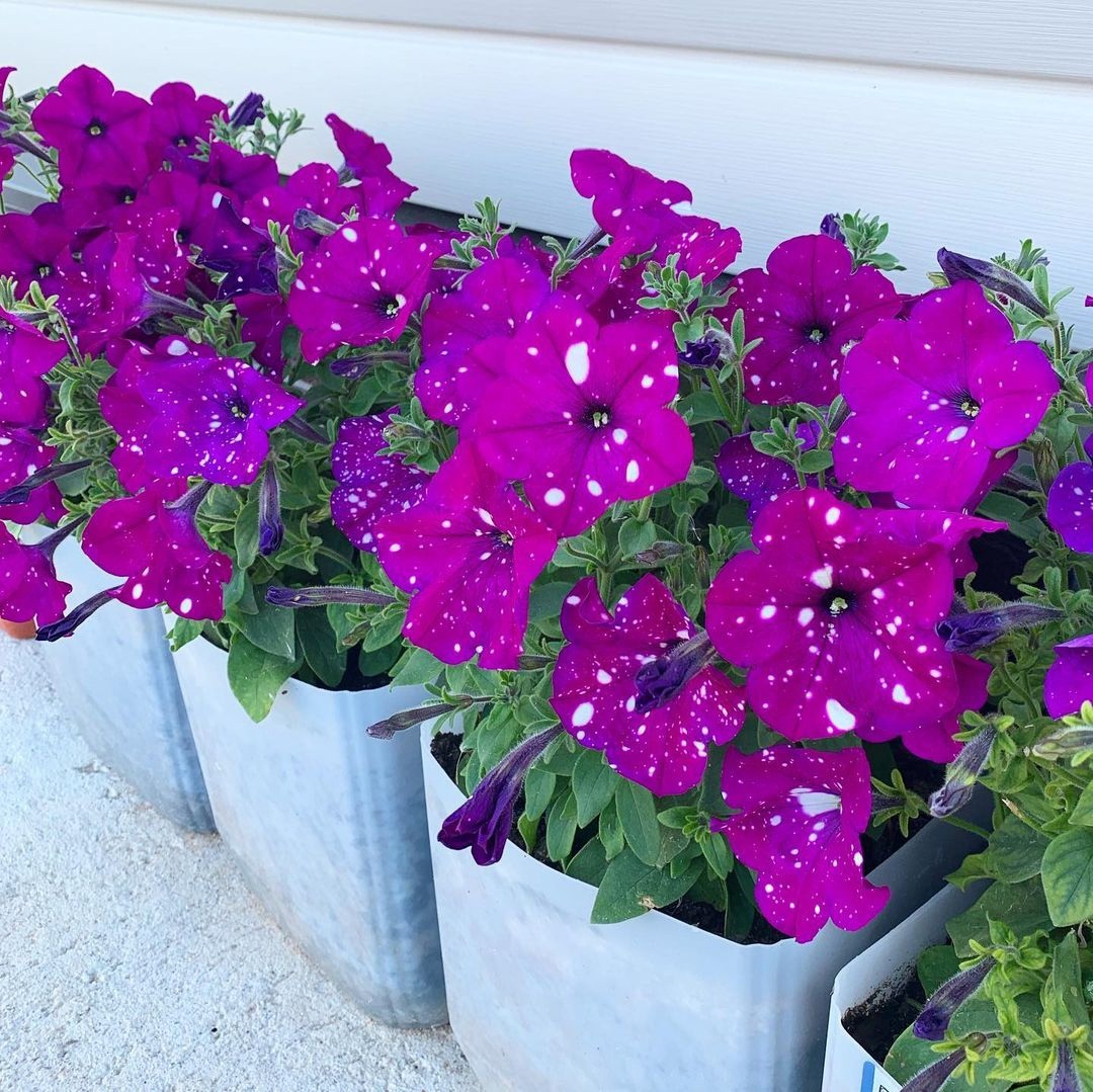 Дот Стар в разгаре цветения (3фото)