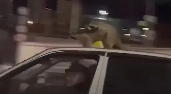 А это те самые, страстные