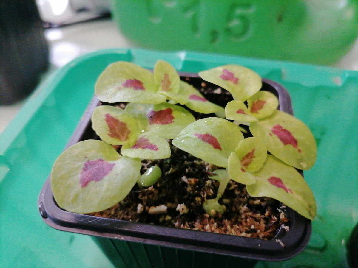 Рассада колеусов, фото автора