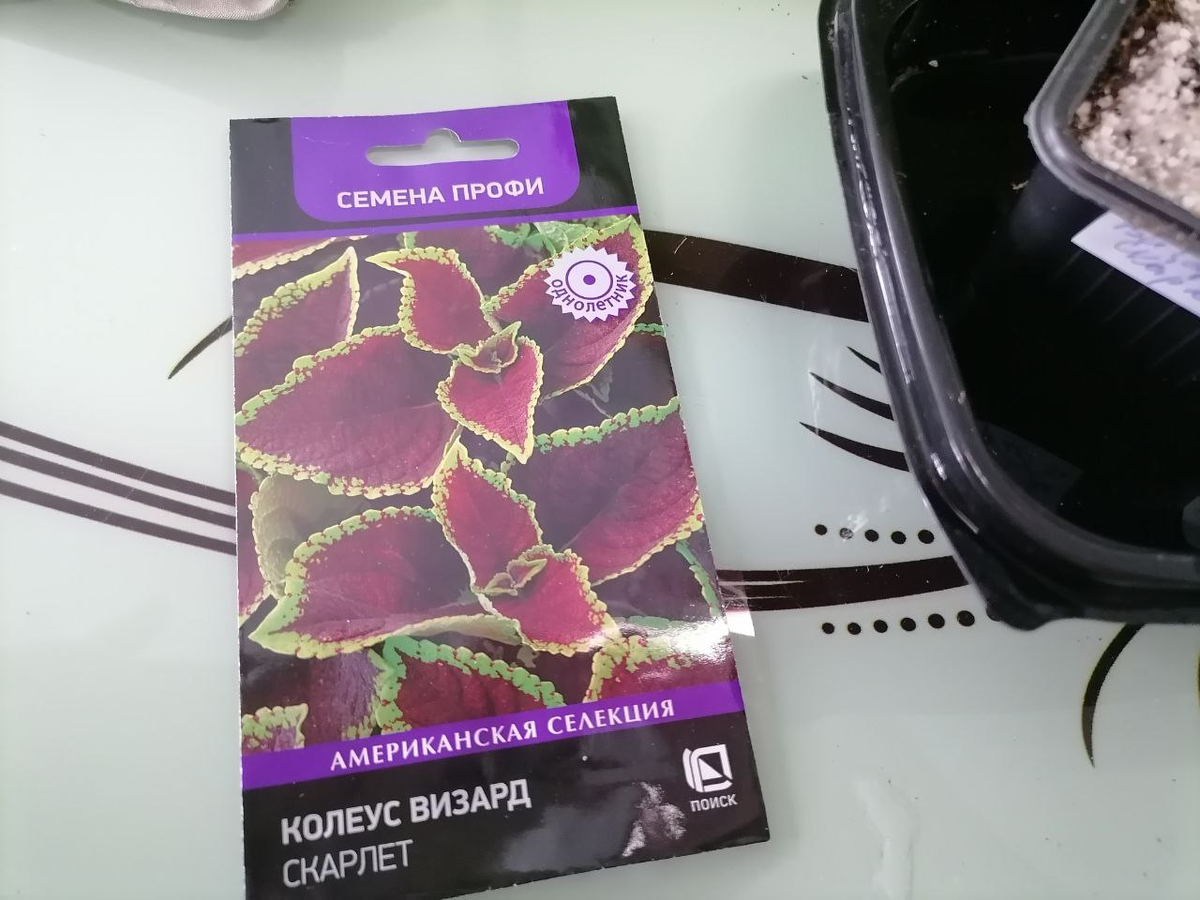 Из этого пакета сеяла - профсемена от "Поиска", фото автора