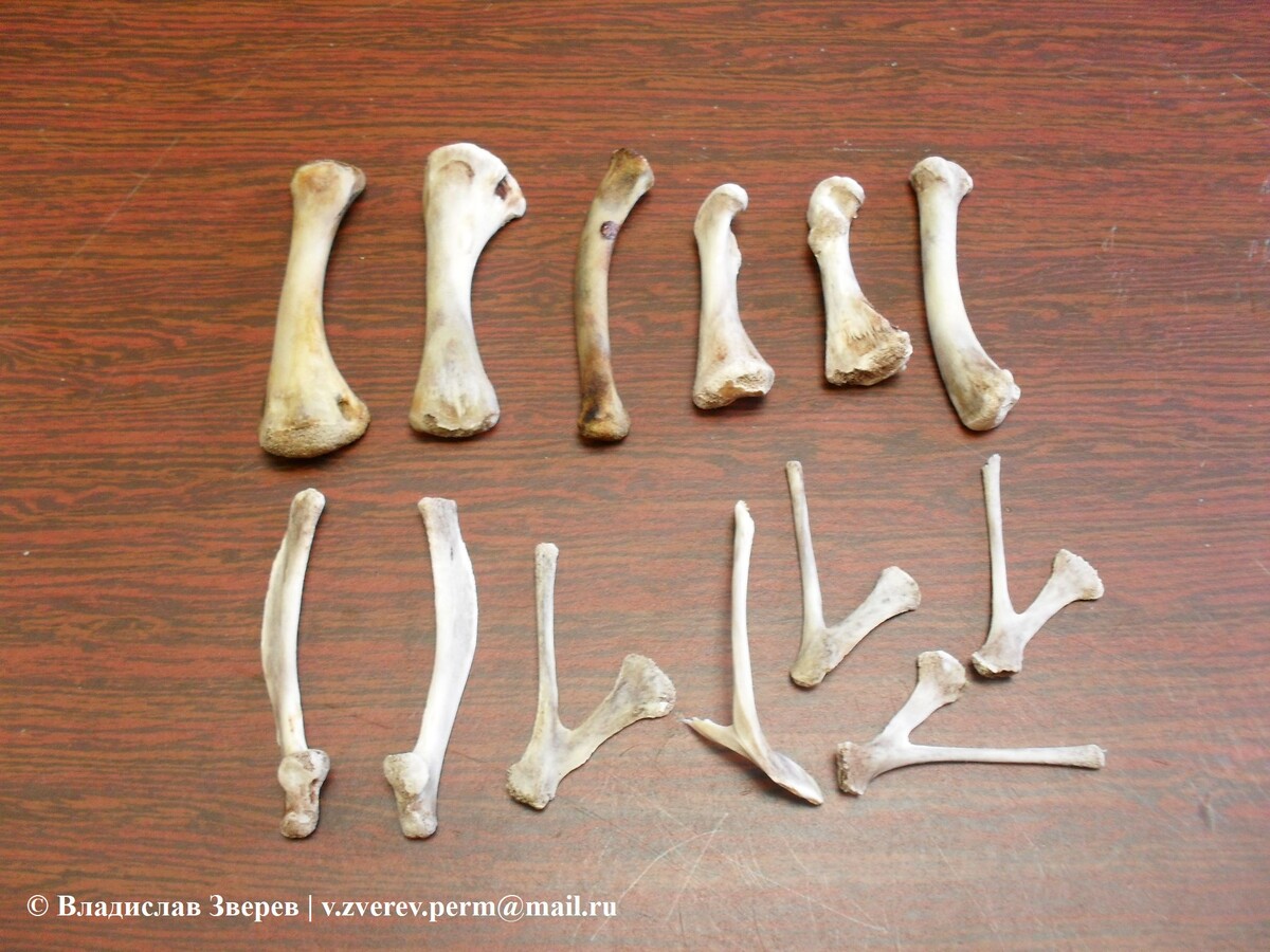 Фото 1. Кости птиц.