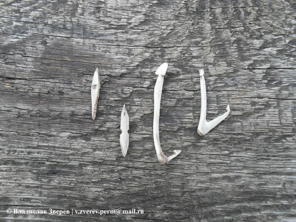 Фото 2. Рыболовные крючки из костей птиц.