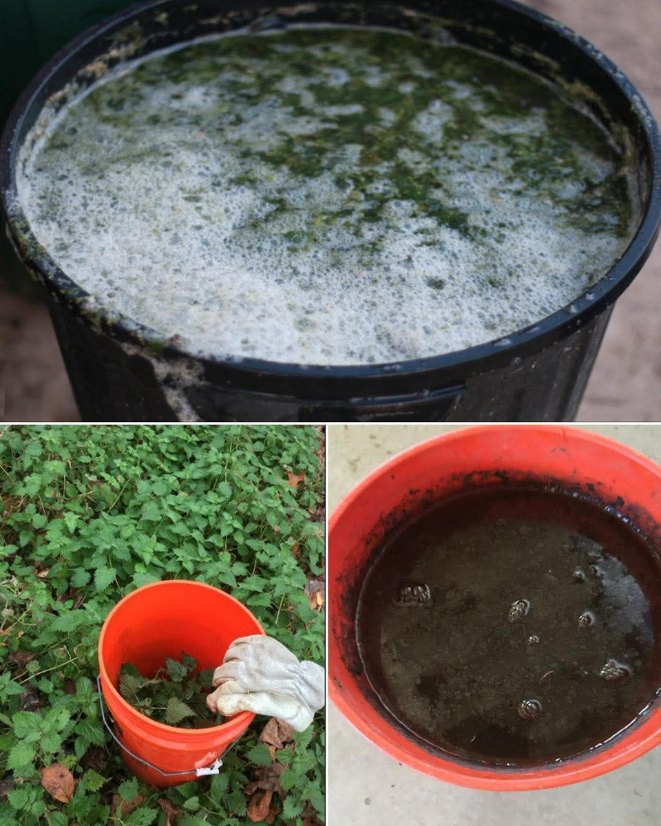 Иной раз вместо беготни по магазинам и садовым центрам стоит обратить внимание на то. что у вас есть - даже прямо под ногами! 