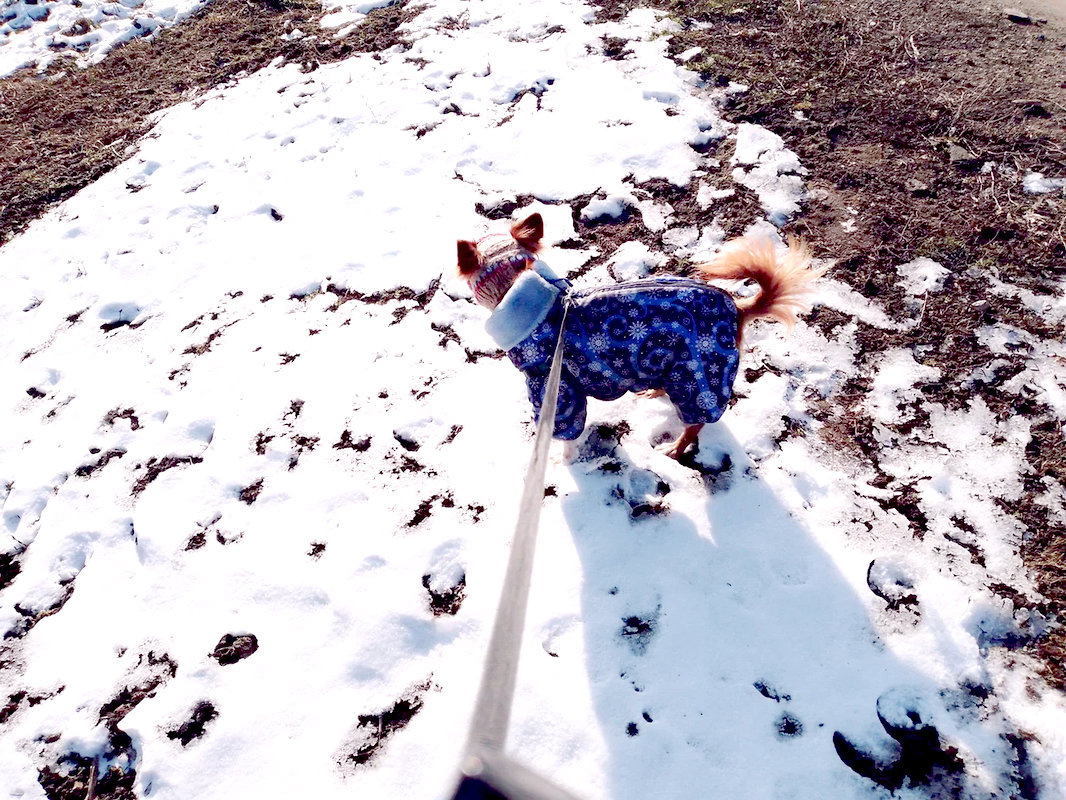 Снег тает Боня гуляет.