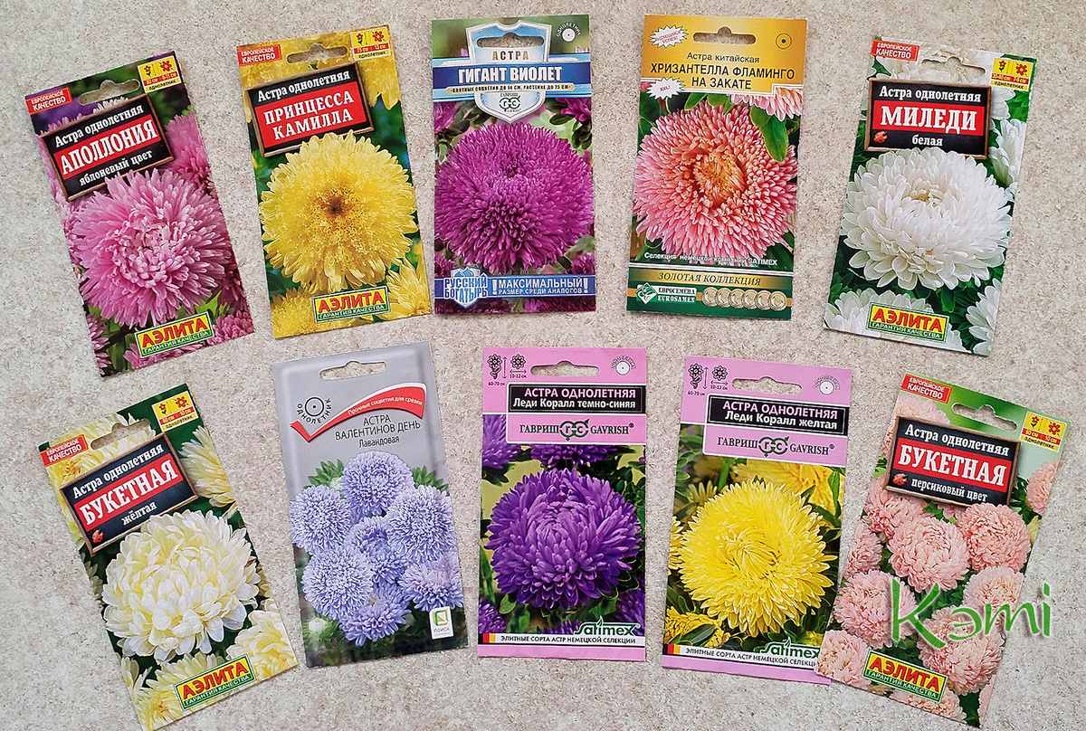 С недавних пор однолетние астры неприменный атрибут моего сада.