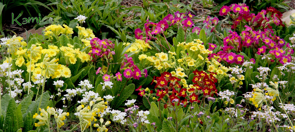 Эти полиантовые примулы выращены мной из семян. Стратификация обязательна. 4 мая.