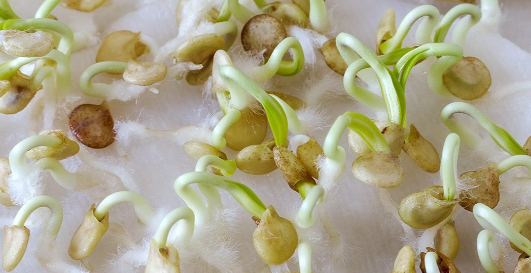 Проращиваю семена перца с всхожестью 90%. Бабушкин метод помогает получить крепкие всходы за 5-7 дней