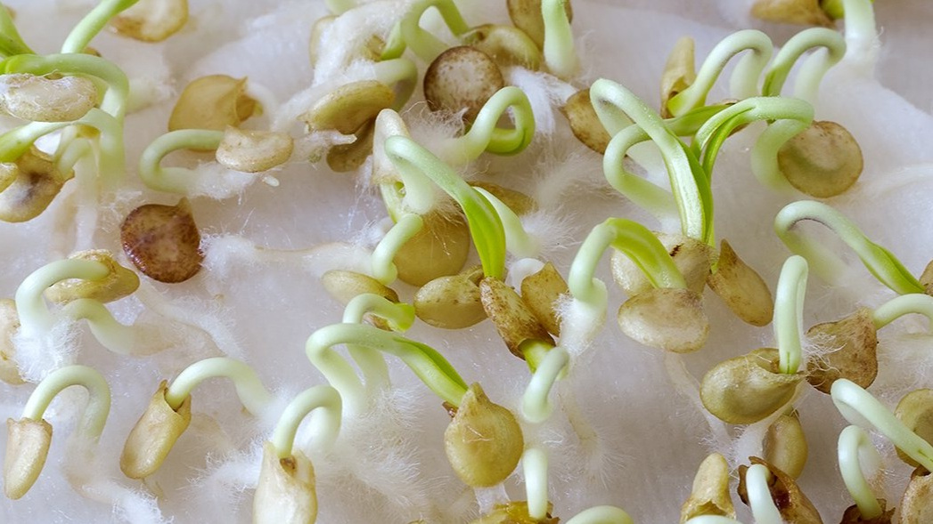 Результат правильного проращивания на пятый день - здоровые и крепкие ростки
