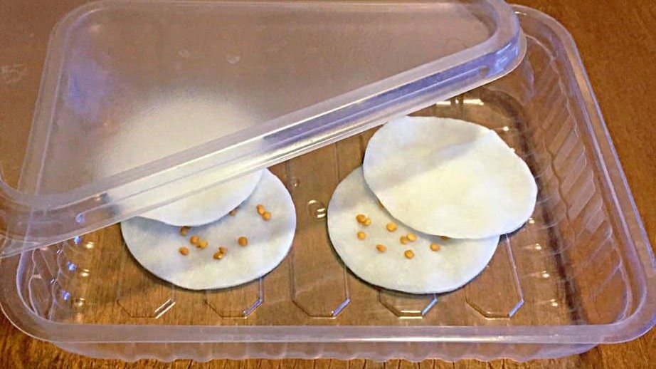 Раскладываю семена с нужным интервалом для удобства проращивания