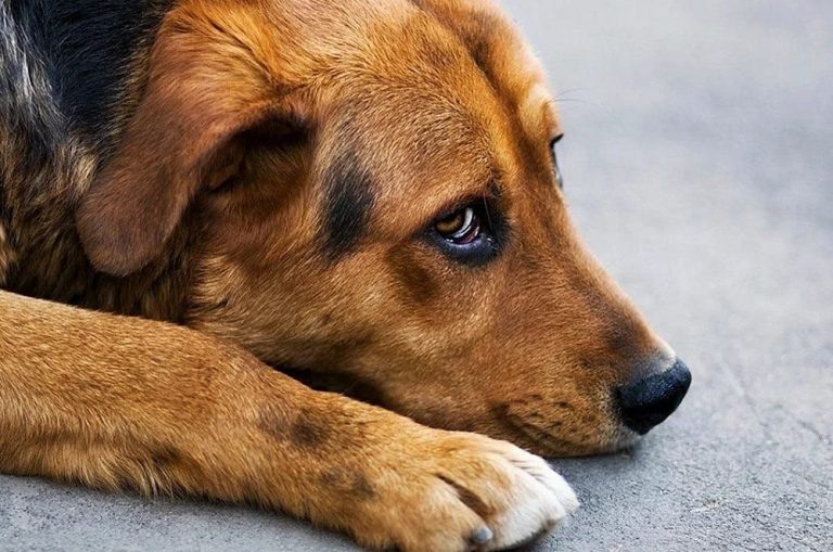    В Орске ищут волонтёров, приютивших бездомных собак Оренбуржье