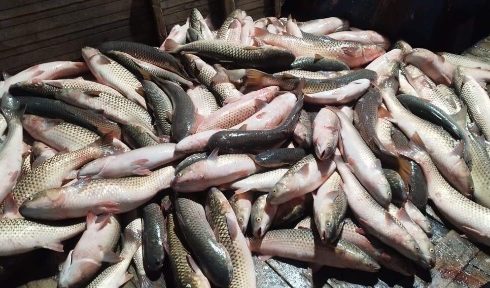    Фото: пресс-служба Азово-Черноморского филиала Всероссийского НИИ рыбного хозяйства и океанографии