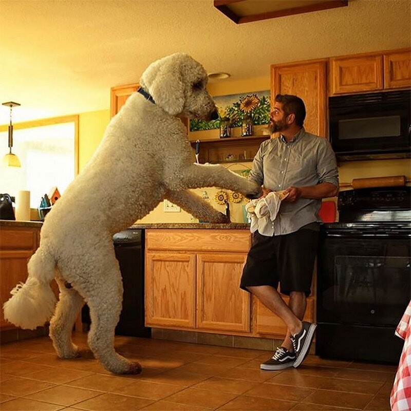    Милые, как пупсики, огромные, как великаны: фотограф превращает своих собак в гигантов