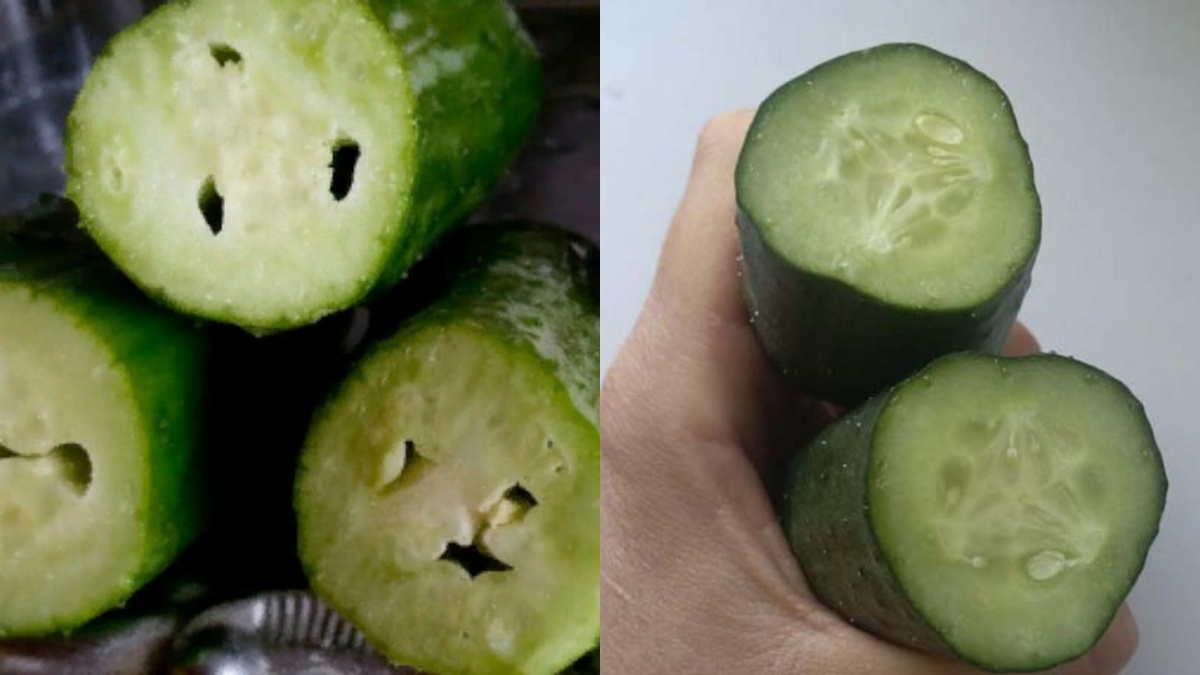 Слева обычные огурцы, справа - гибриды. Разница в качестве плодов очевидна