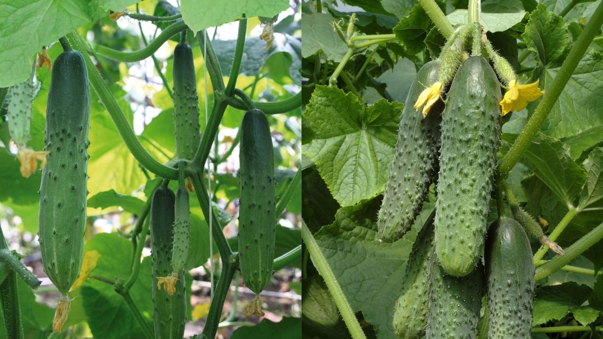 Плоды разных гибридов - заметна разница в форме и размере